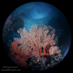 "Planet Raja"-coral garden with school of Anchovies at Tw... by Richard Goluch 